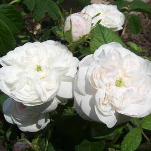 Alb - trandafir centifolia